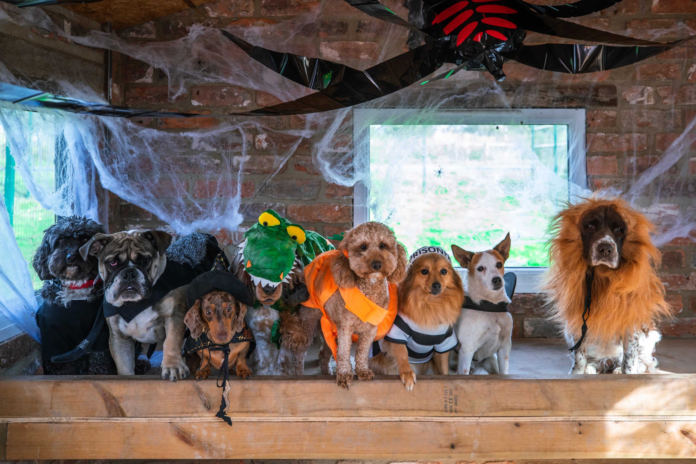 Do You Have The UK’s Best Dressed (Halloween) Pet?