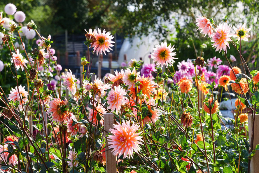 Harrogate Autumn Flower Show