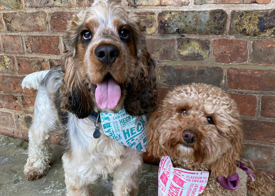 We’ve Got A Competition To Win Some Doggy Bandanas This Week!