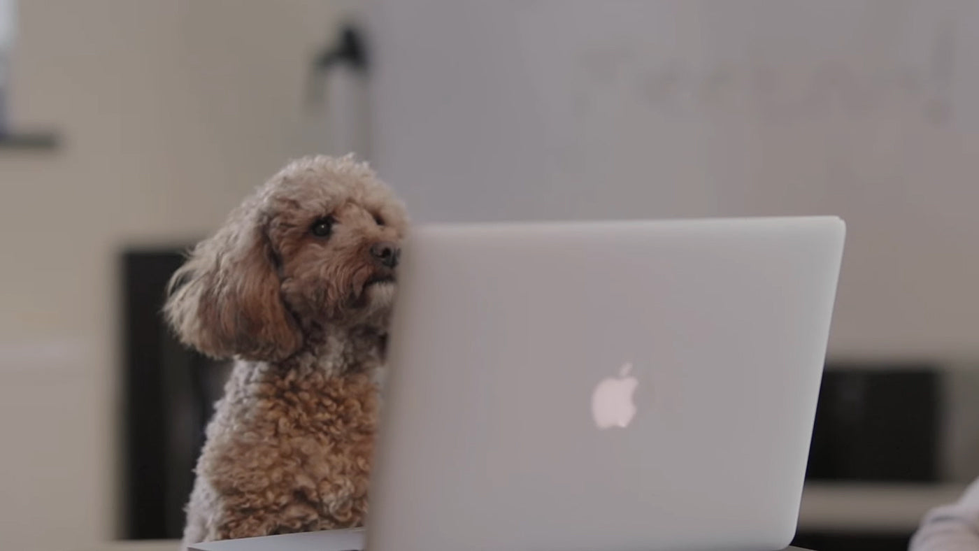 Take A Tour Of 24 Hours At HECK With A Doggy Twist!
