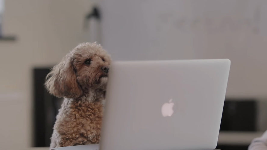 Take A Tour Of 24 Hours At HECK With A Doggy Twist!